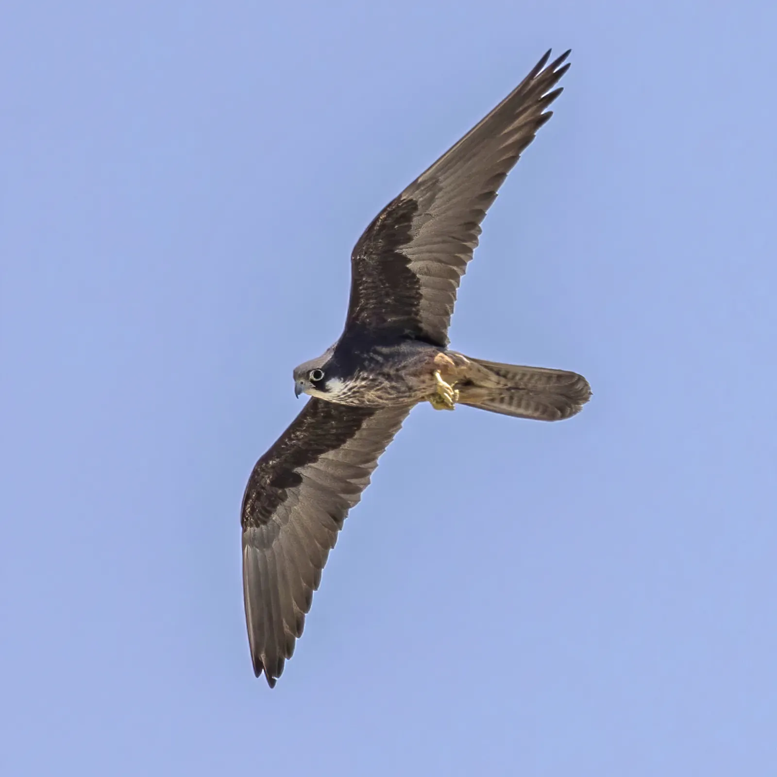 File:Eleonora's falcon (Falco eleonorae) in flight 3.jpg