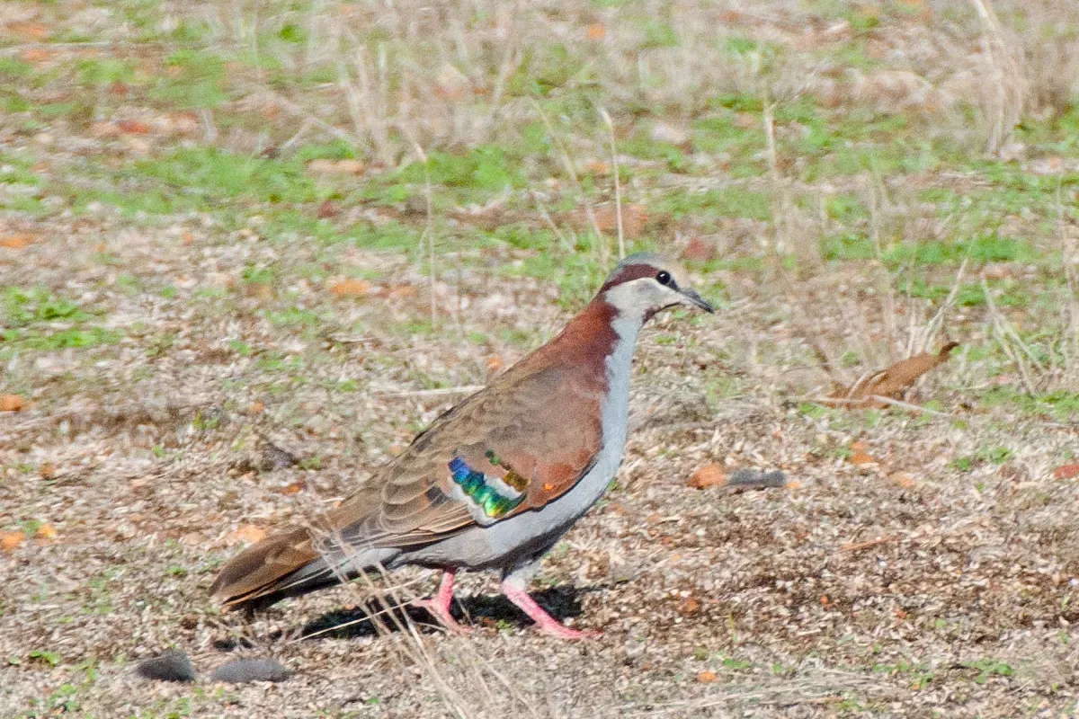 File:Phaps elegans elegans, Ashbourne, South Australia 1.jpg