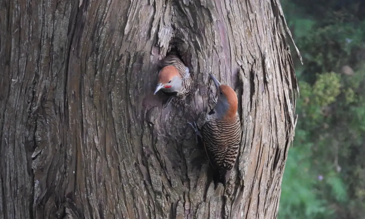 File:Colaptes auratus mexicanoides 38334519.jpg