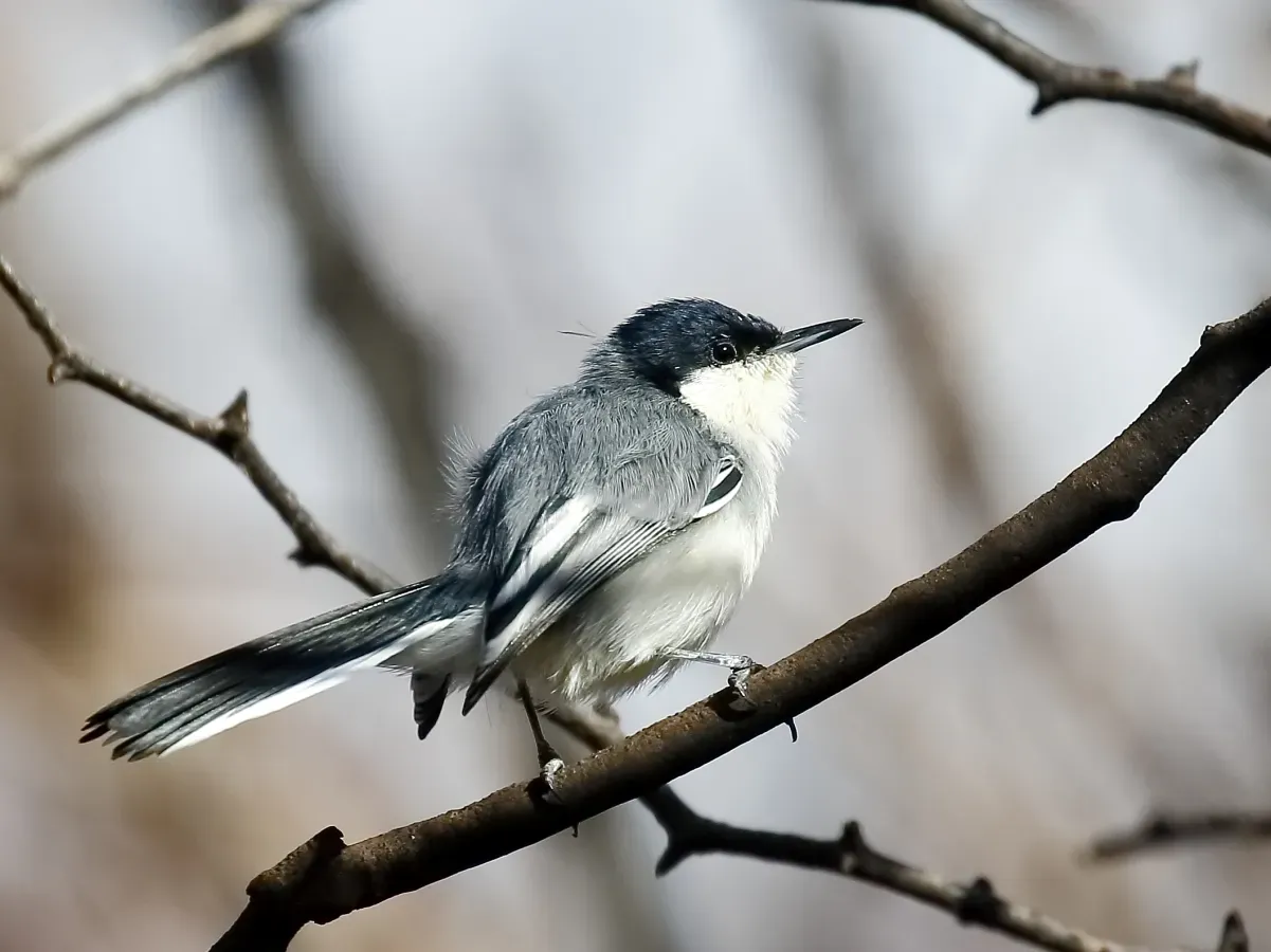 File:Polioptila plumbea atricapilla - Tropical Gnatcatcher; Juazeiro, Bahia, Brazil.jpg