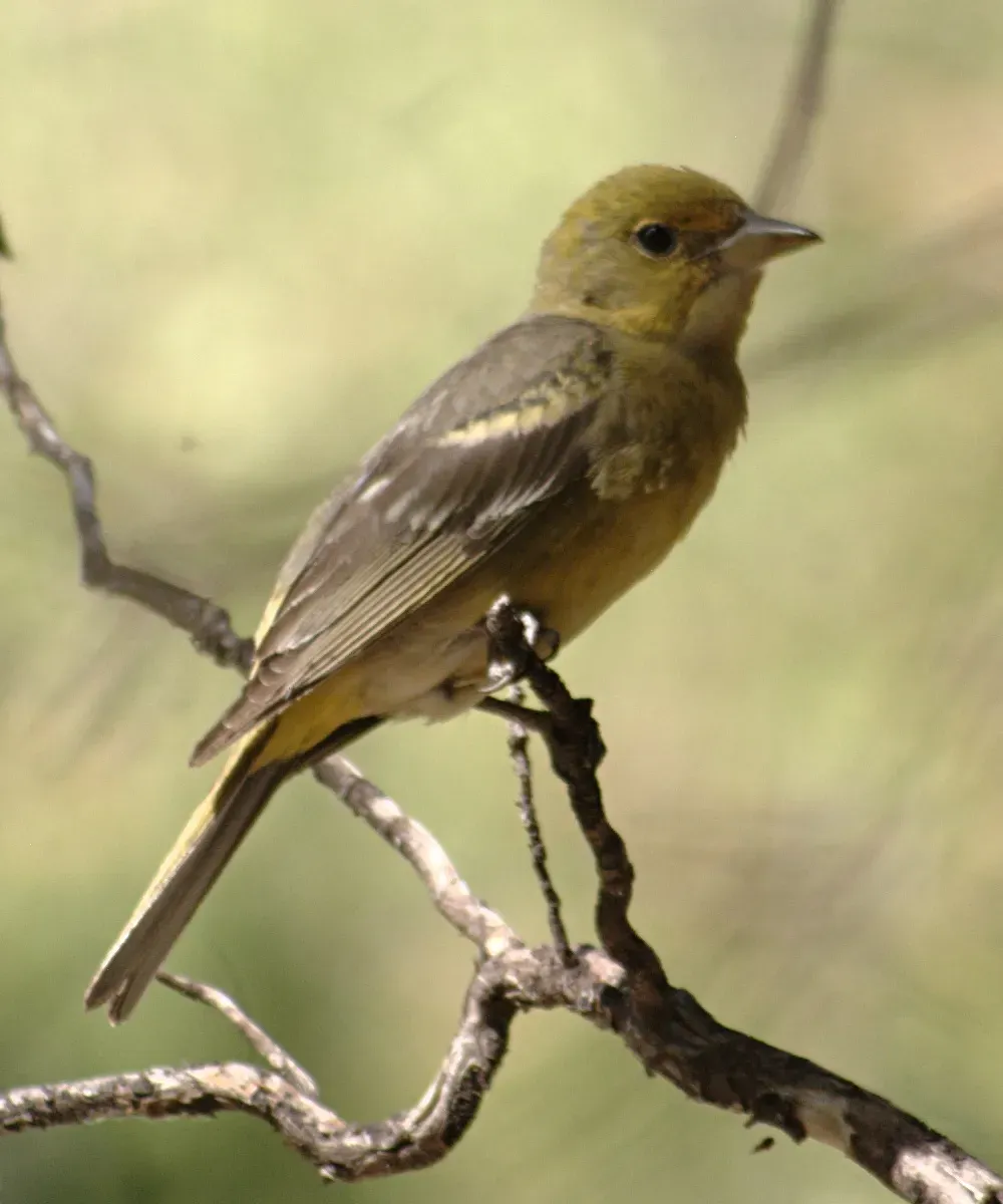 File:Piranga ludoviciana female.jpg