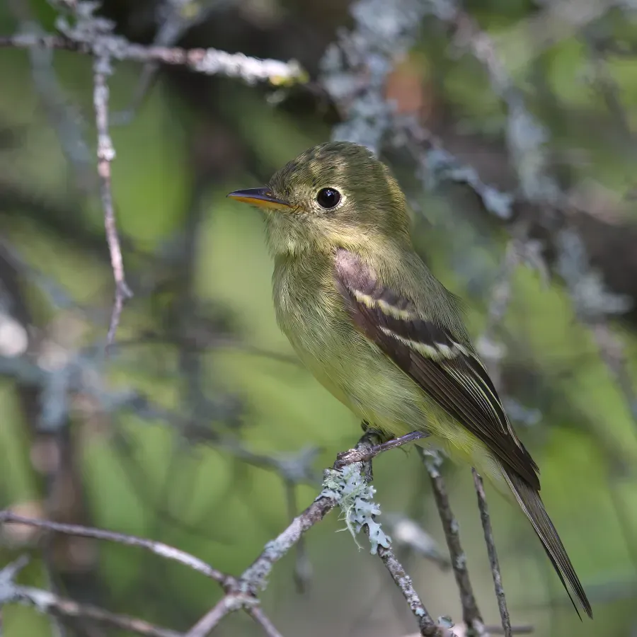 File:Empidonax flaviventris GJ.jpg