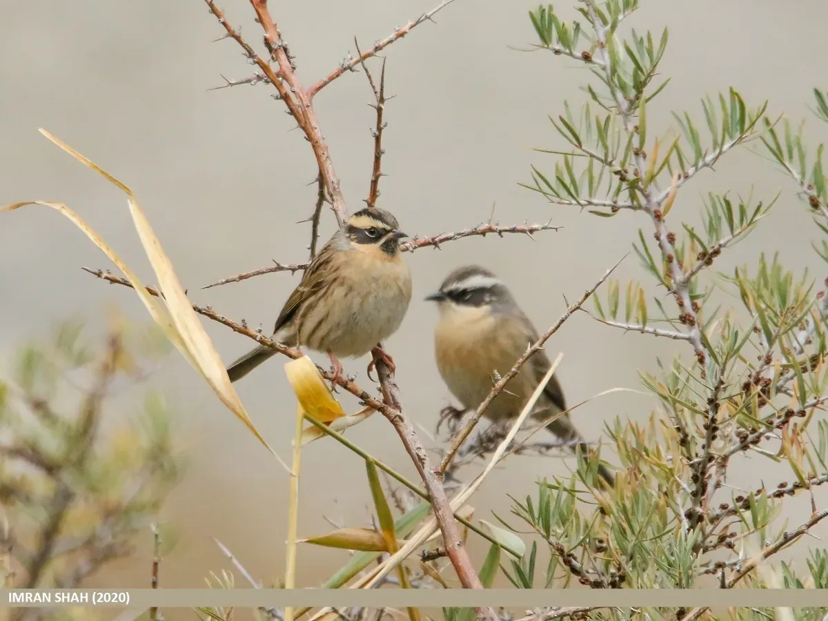 File:Black-throated Accentor (Prunella atrogularis) & Brown Accentor (Prunella fulvescens) (51209441766).jpg