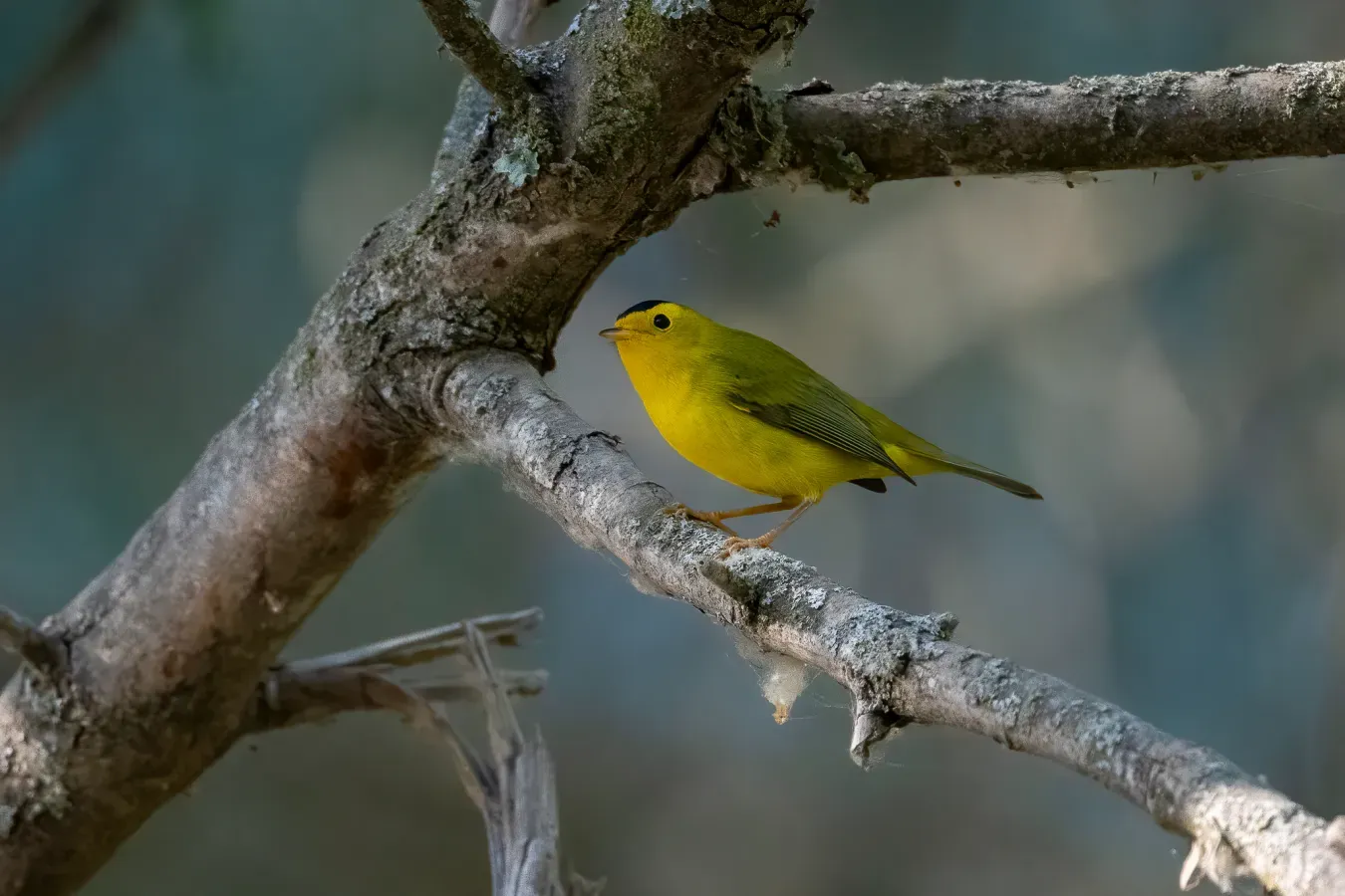 File:Cardellina pusilla 154444812.jpg