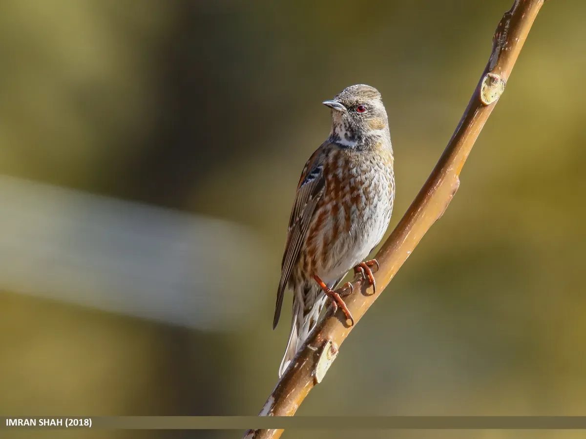 File:Altai Accentor (Prunella himalayana) (41069125634).jpg