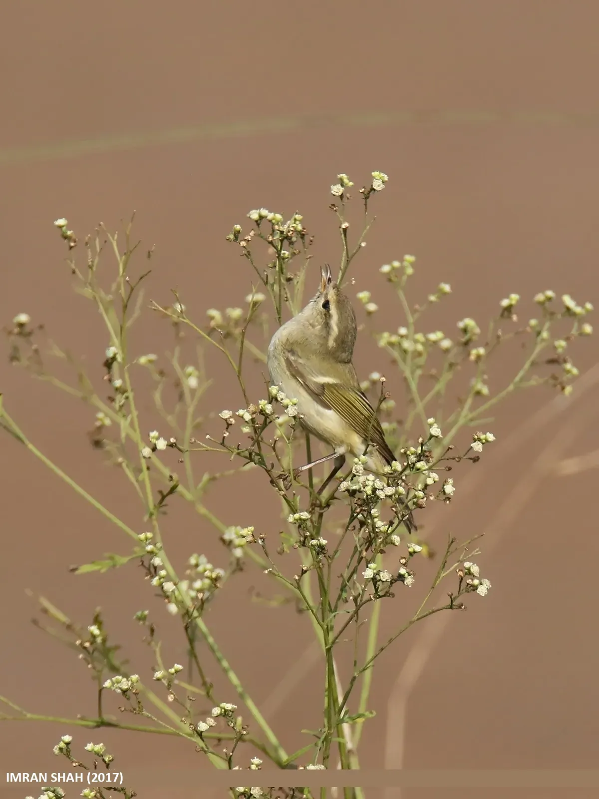 File:Hume's Warbler (Phylloscopus humei) (32865447006).jpg