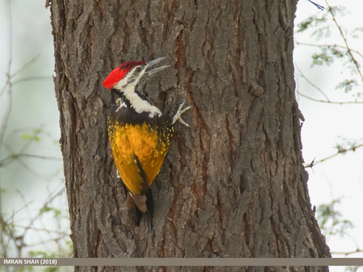 File:Black-rumped Flameback (Dinopium benghalense) (49111610363).jpg