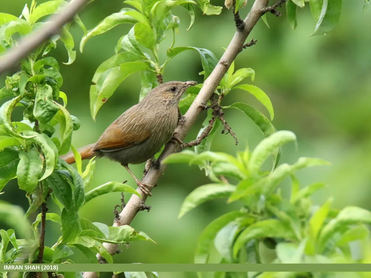 File:Streaked Laughingthrush (Trochalopteron lineatum) (49112330132).jpg