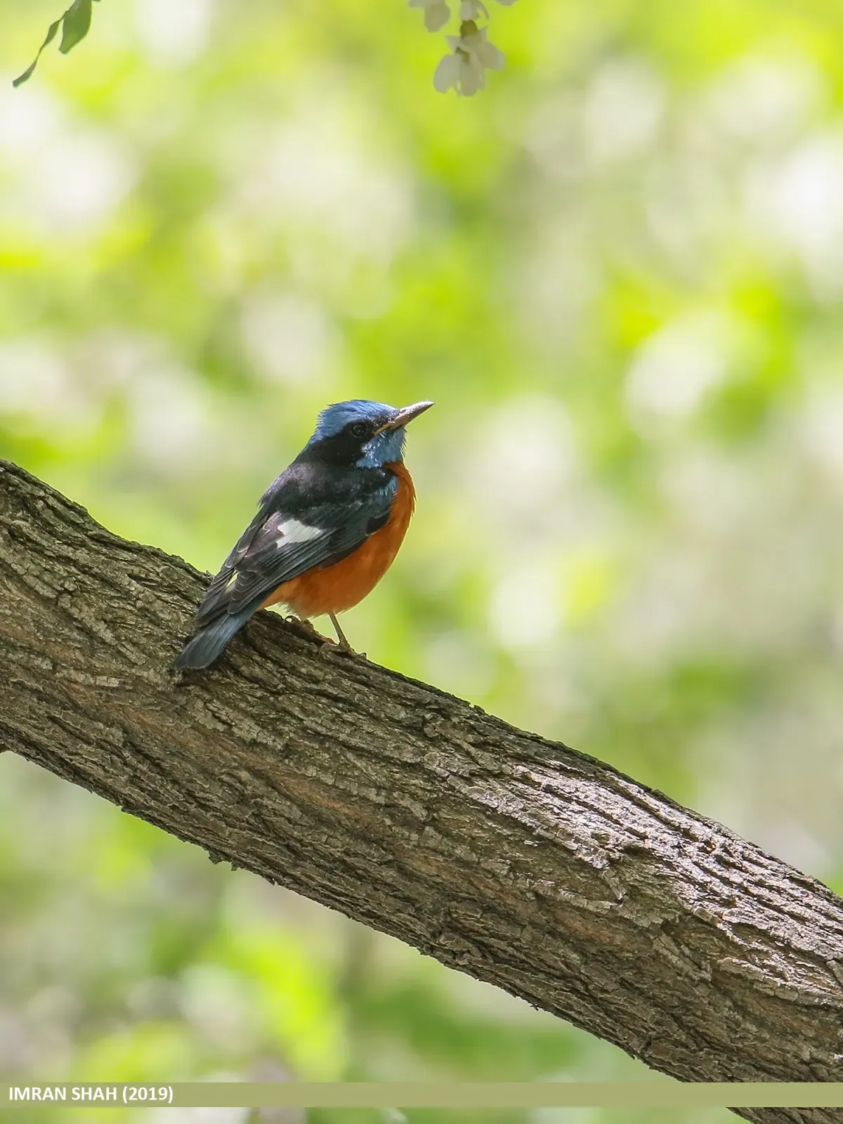File:Blue-capped Rock-thrush (Monticola cinclorhyncha) (49815548722).jpg