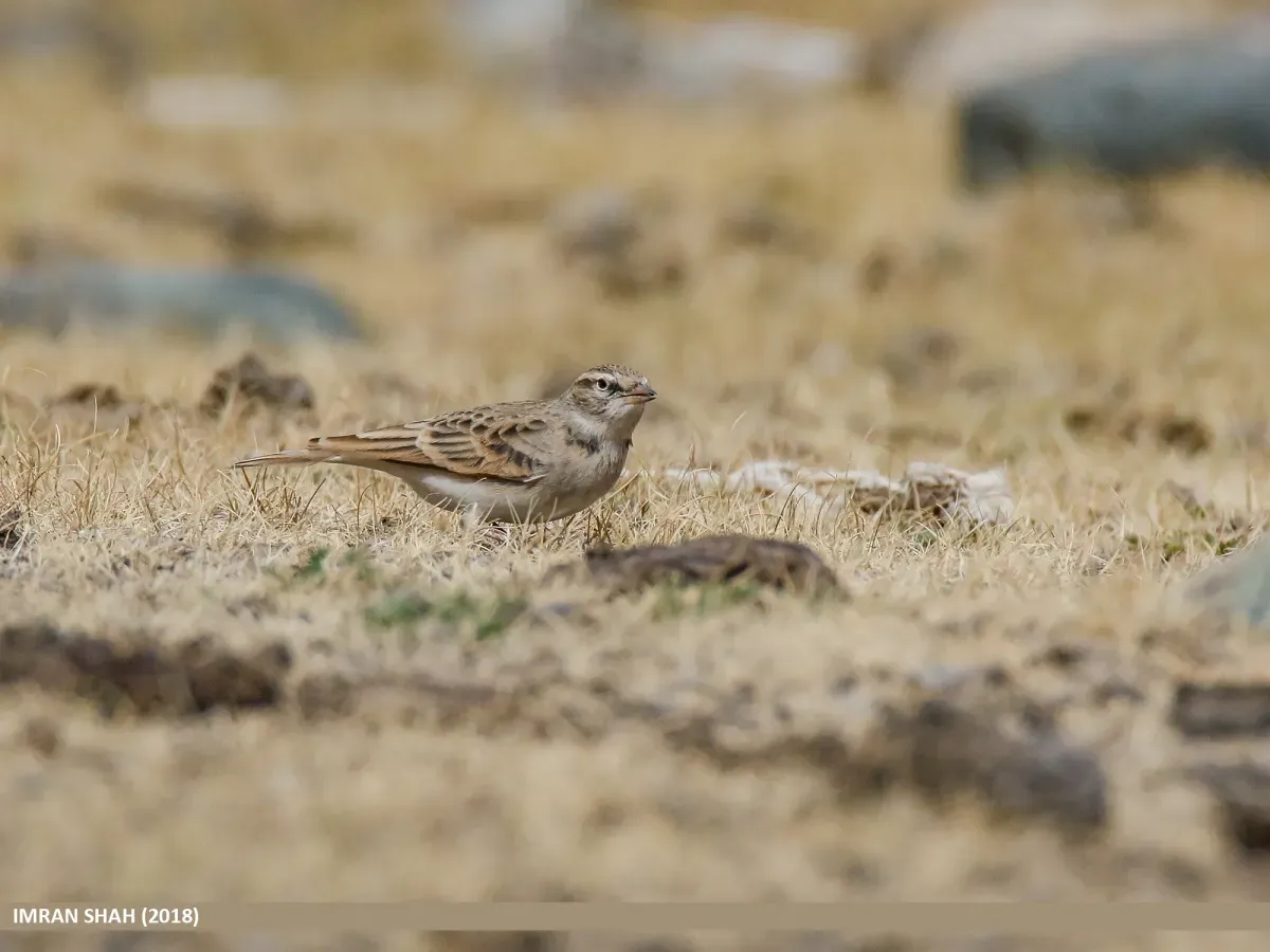 File:Hume's Lark (Calandrella acutirostris) (31310740437).jpg