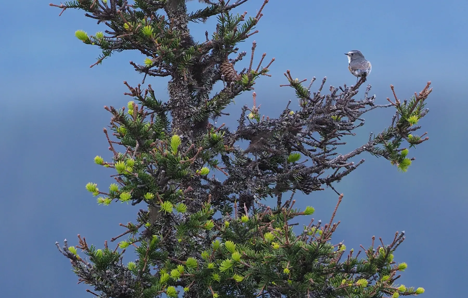 File:Red-flanked Bluetail (Tarsiger cyanurus), Ruka, Kuusamo, Finland (41093752850).jpg