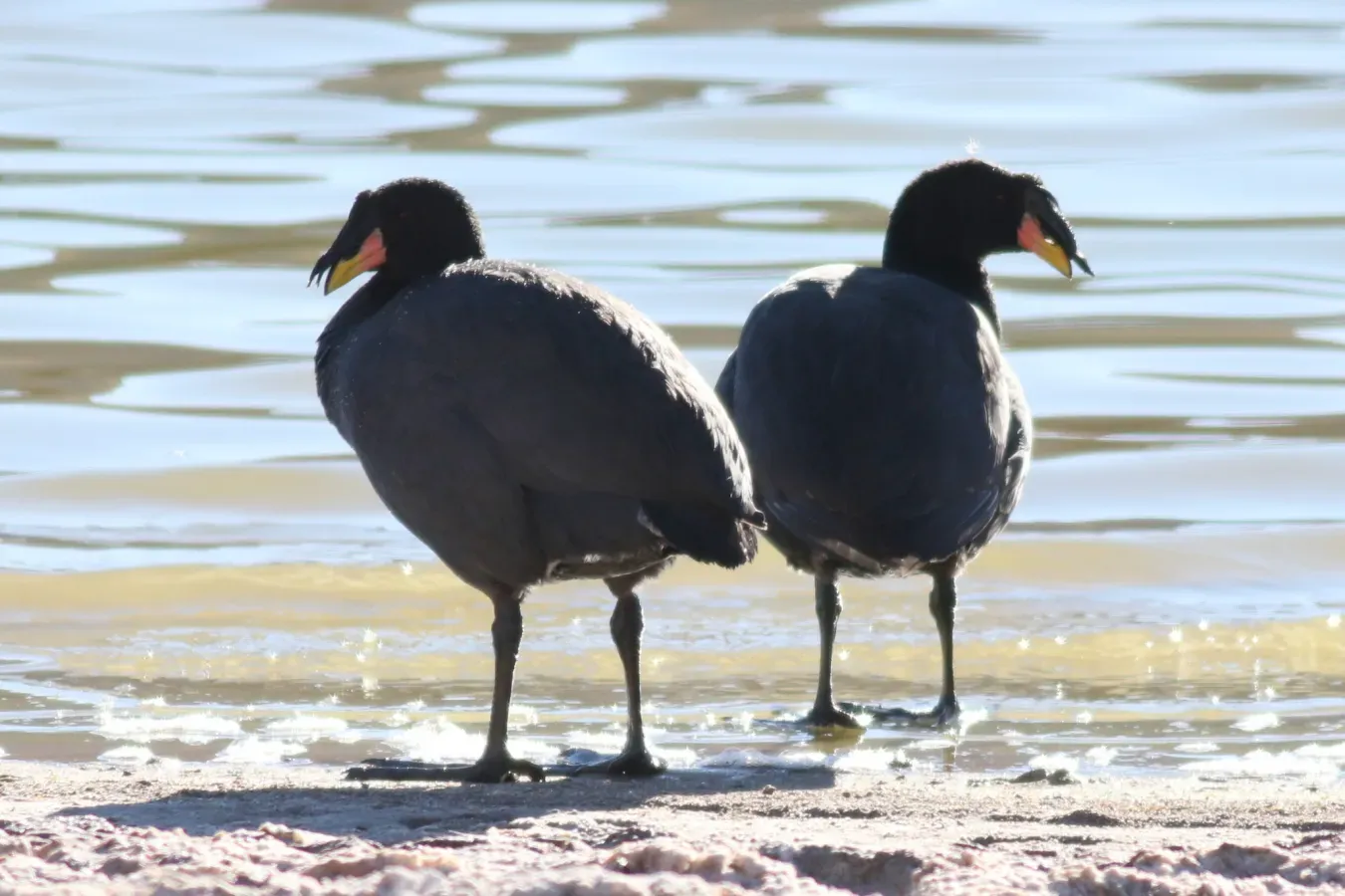 File:Fulica cornuta 117475270.jpg