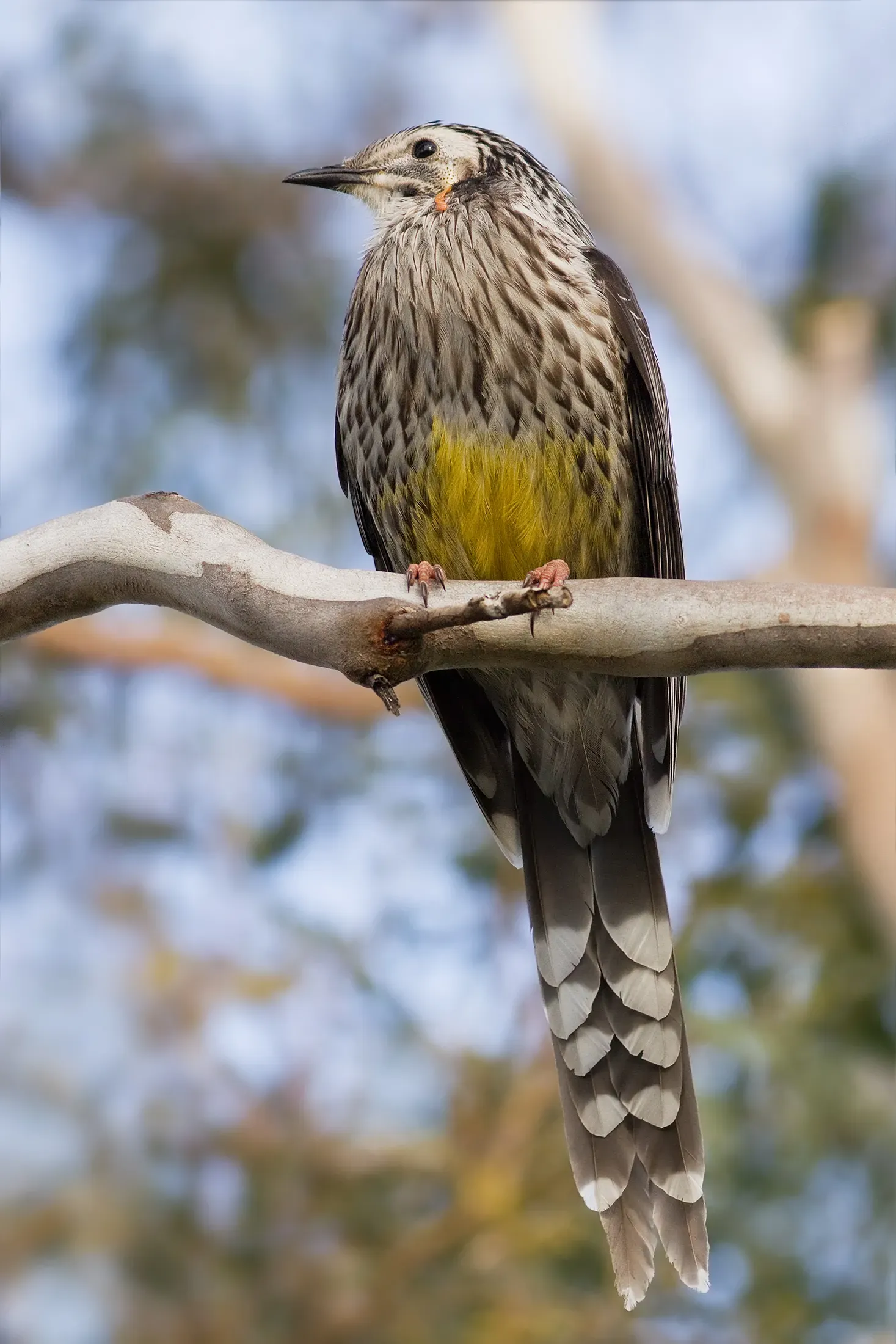 File:Anthochaera paradoxa.jpg