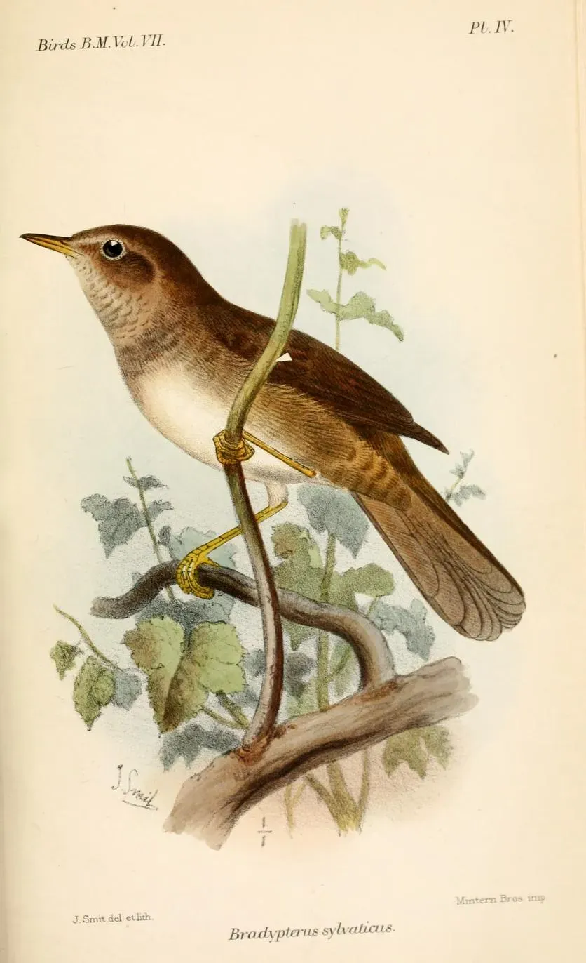 File:BradypterusSylvaticusSmit.jpg