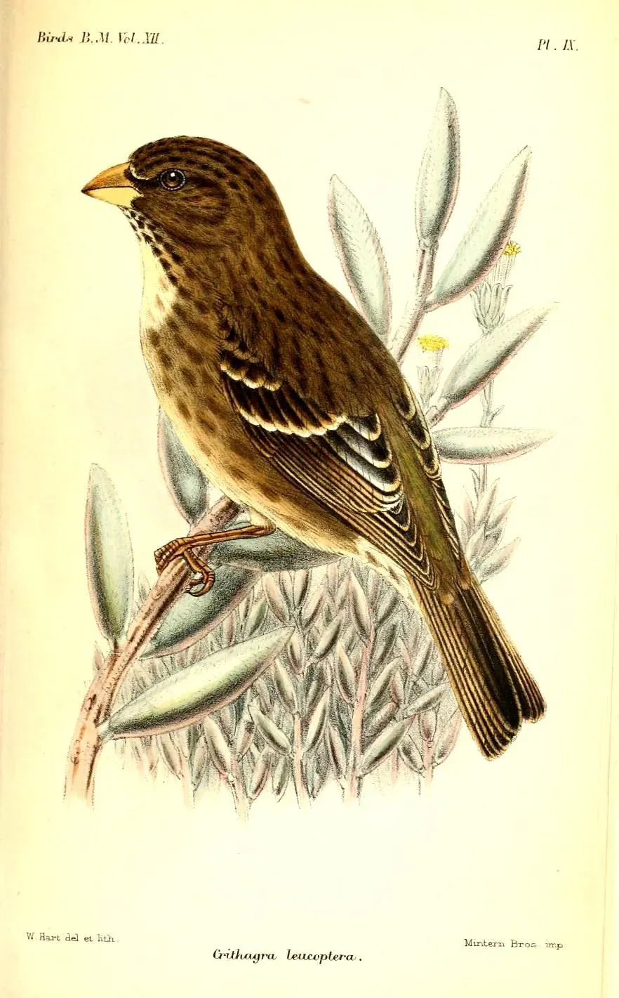 File:CrithagraLeucopteraHart.jpg