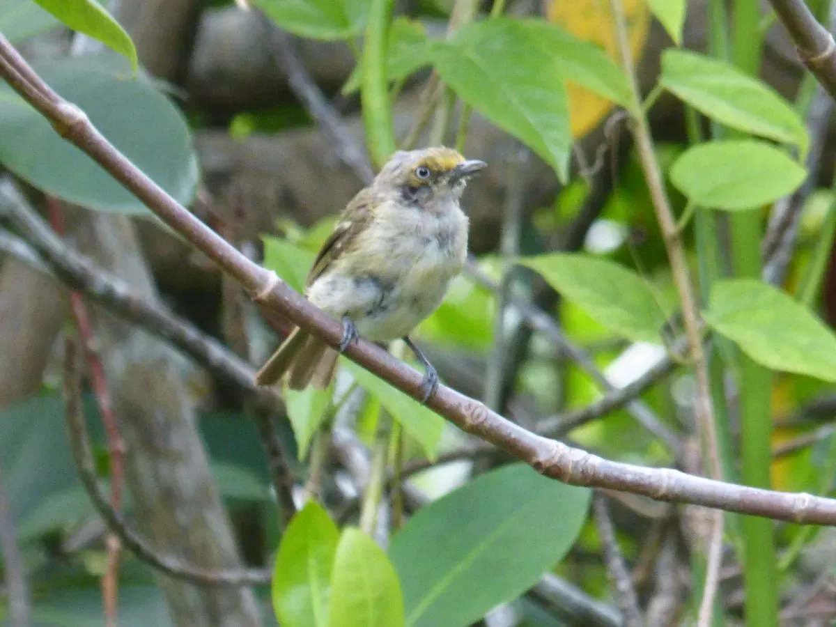 File:White-eyed vireo (Vireo griseus bermudianus) in Bermuda.jpg