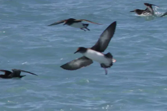 File:Puffinus huttoni 100086336.jpg