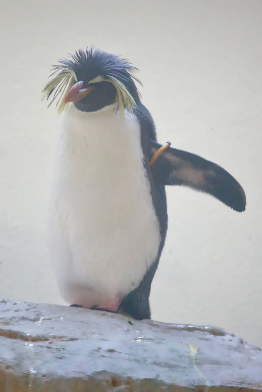 File:2017-07-02 AT Wien 13 Hietzing, Tiergarten Schönbrunn, Eudyptes moseleyi (49773234878).jpg