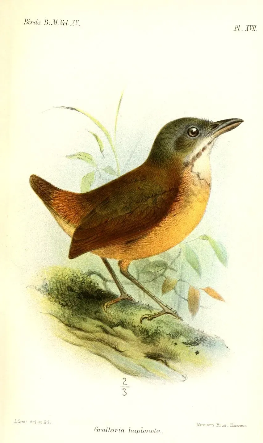 File:GrallariaHaplonotaSmit.jpg