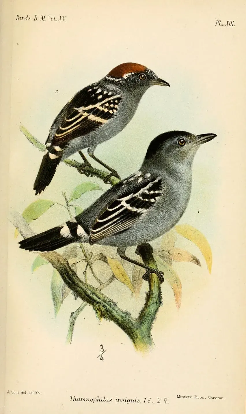 File:ThamnophilusInsignisSmit.jpg
