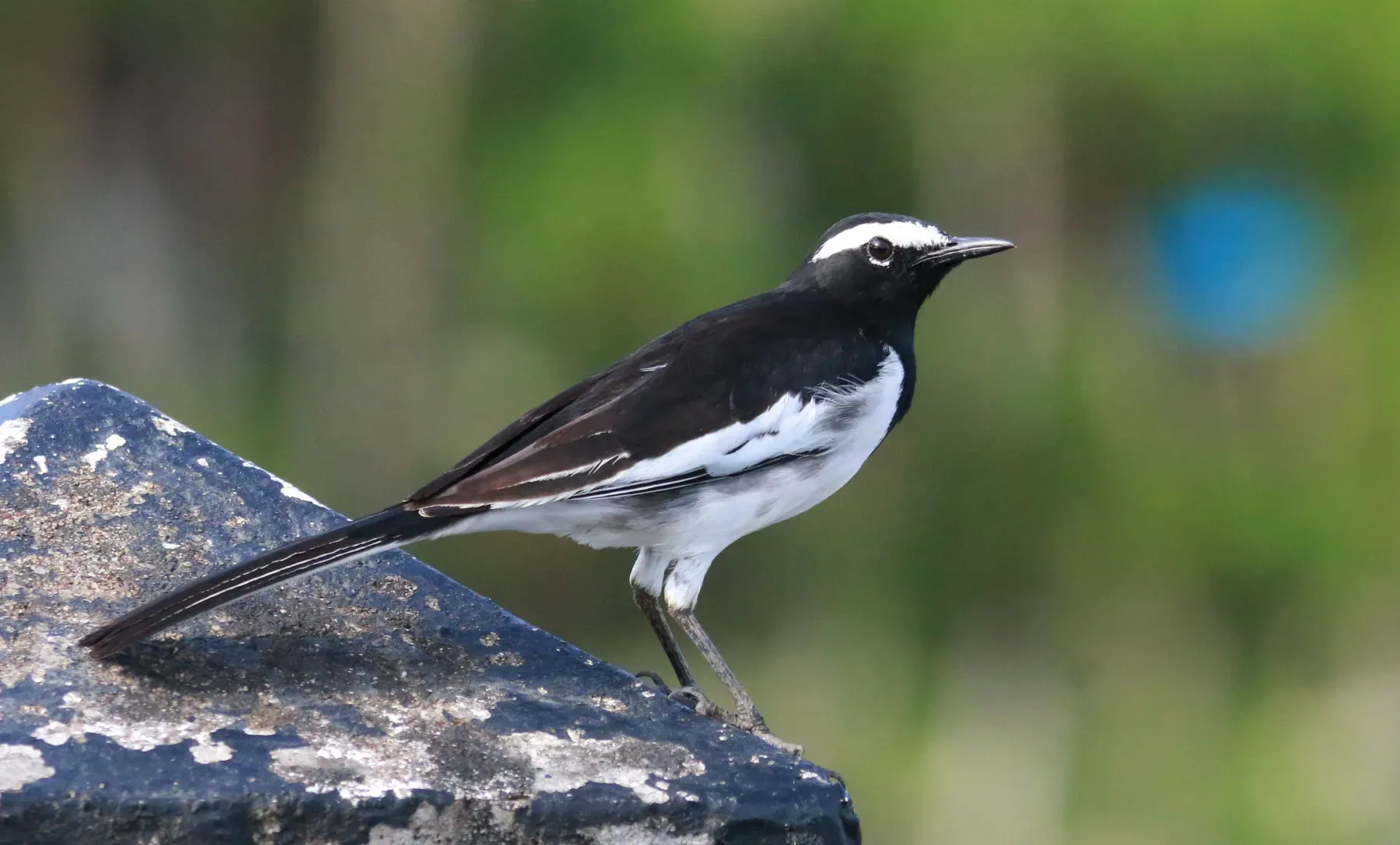 File:White-browed Wagtail (Motacilla maderaspatensis), Koottanad, Palakkad district, Kerala.jpg