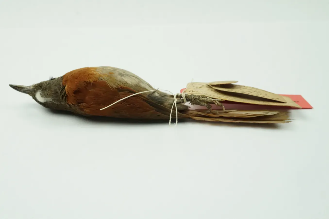 File:NML-VZ D4943 Synallaxis erythrothorax.jpg
