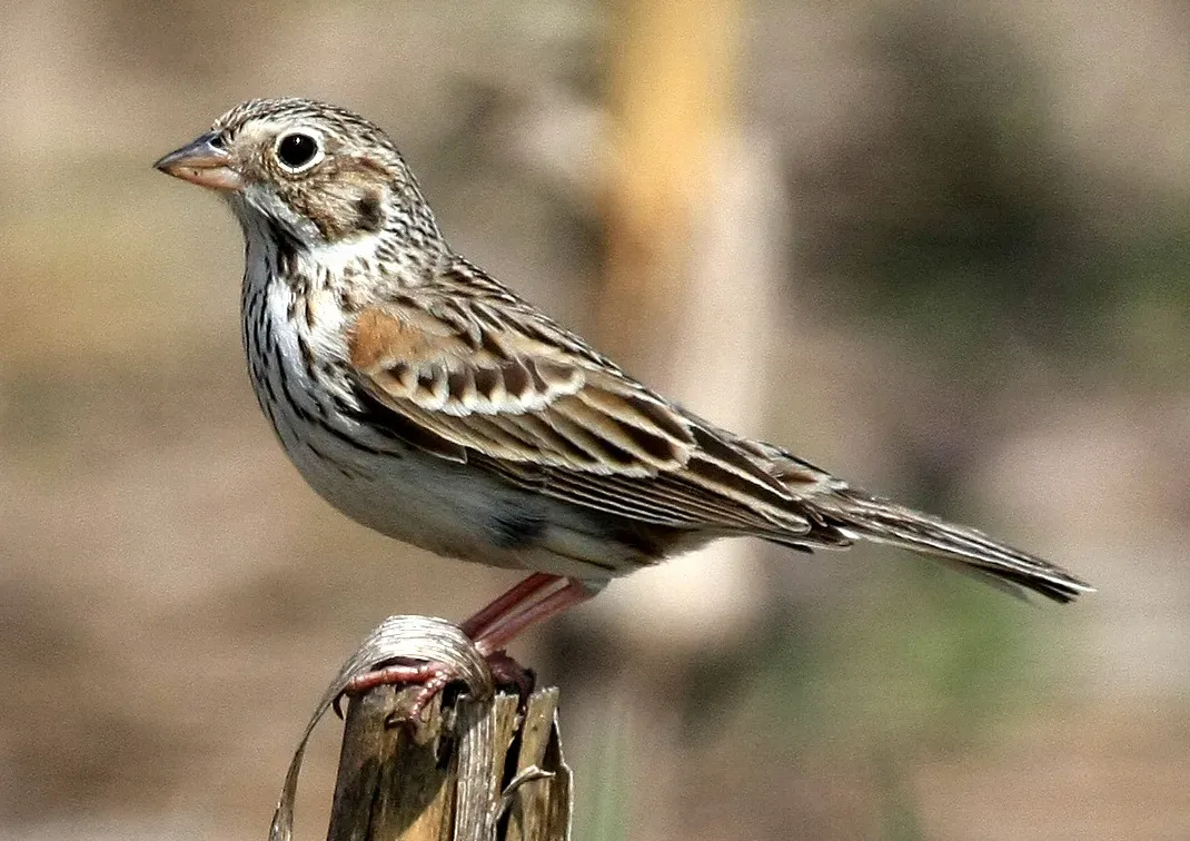File:Pooecetes gramineus -USA-8 (cropped).jpg
