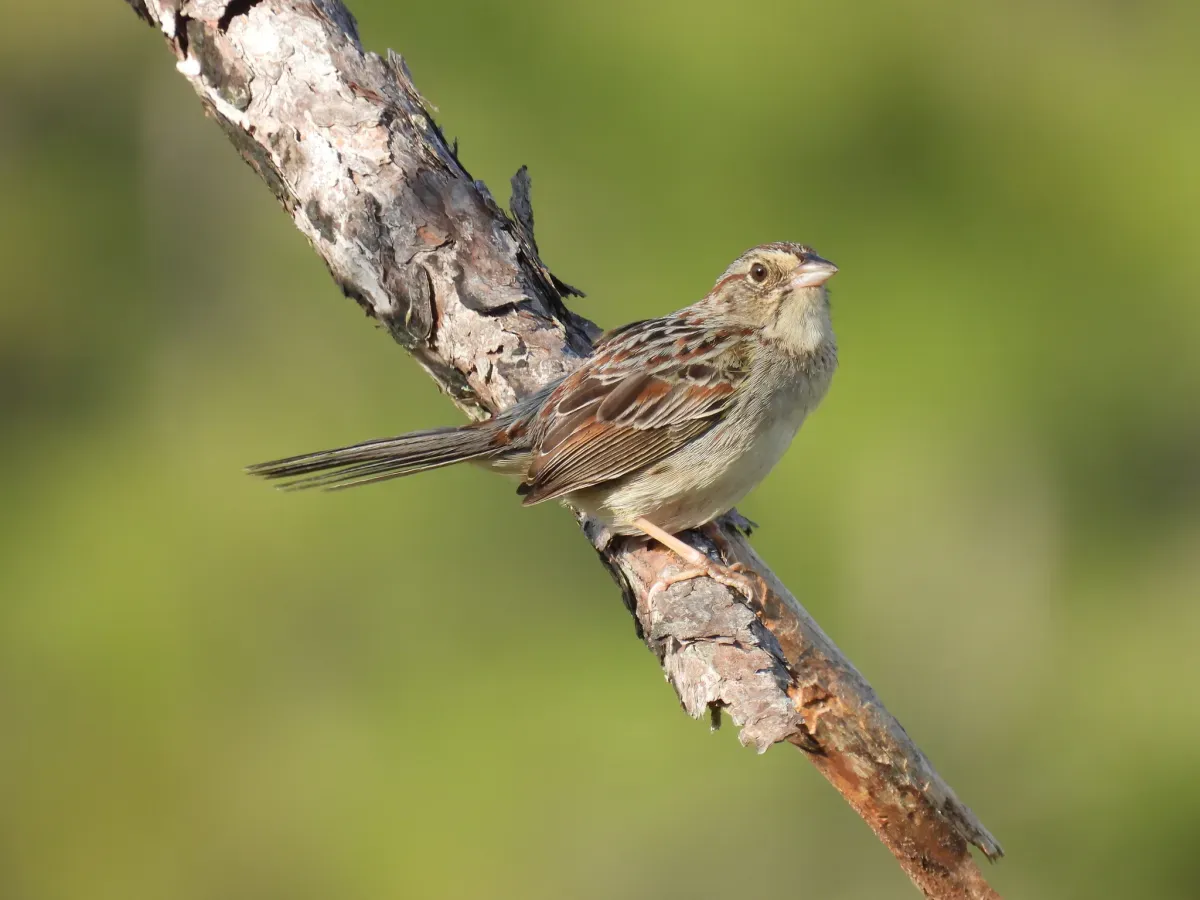 File:Peucaea aestivalis 131605655.jpg