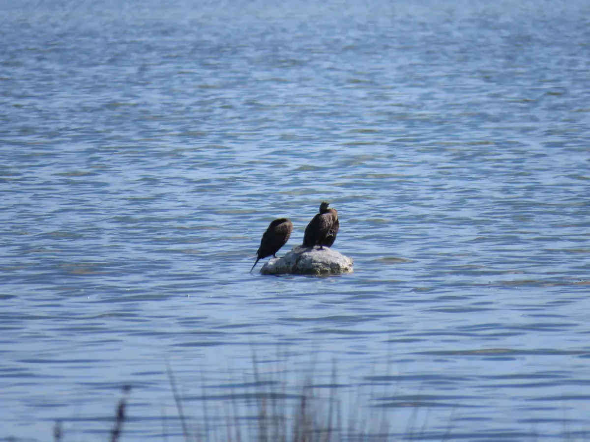 File:Little Black Cormorants (Phalacrocorax sulcirostris) at Lake Walyungup, October 2021 01.jpg