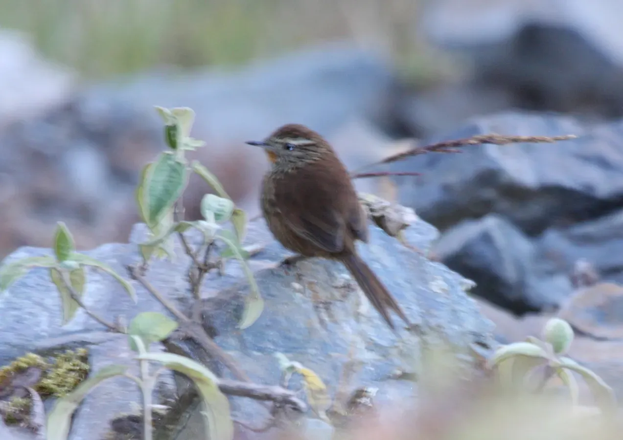 File:Asthenes urubambensis Peru.jpg