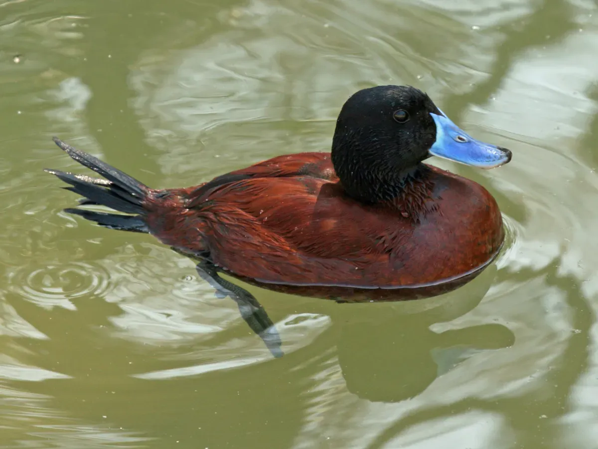 File:Argentine Blue bill (Oxyura vittata) RWD.jpg