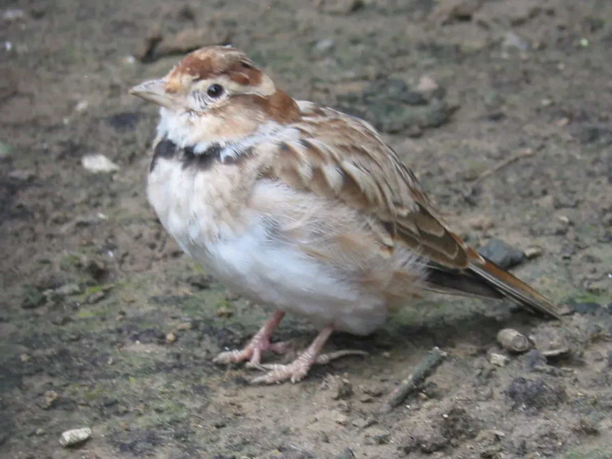 File:Melanocorypha mongolica.jpg