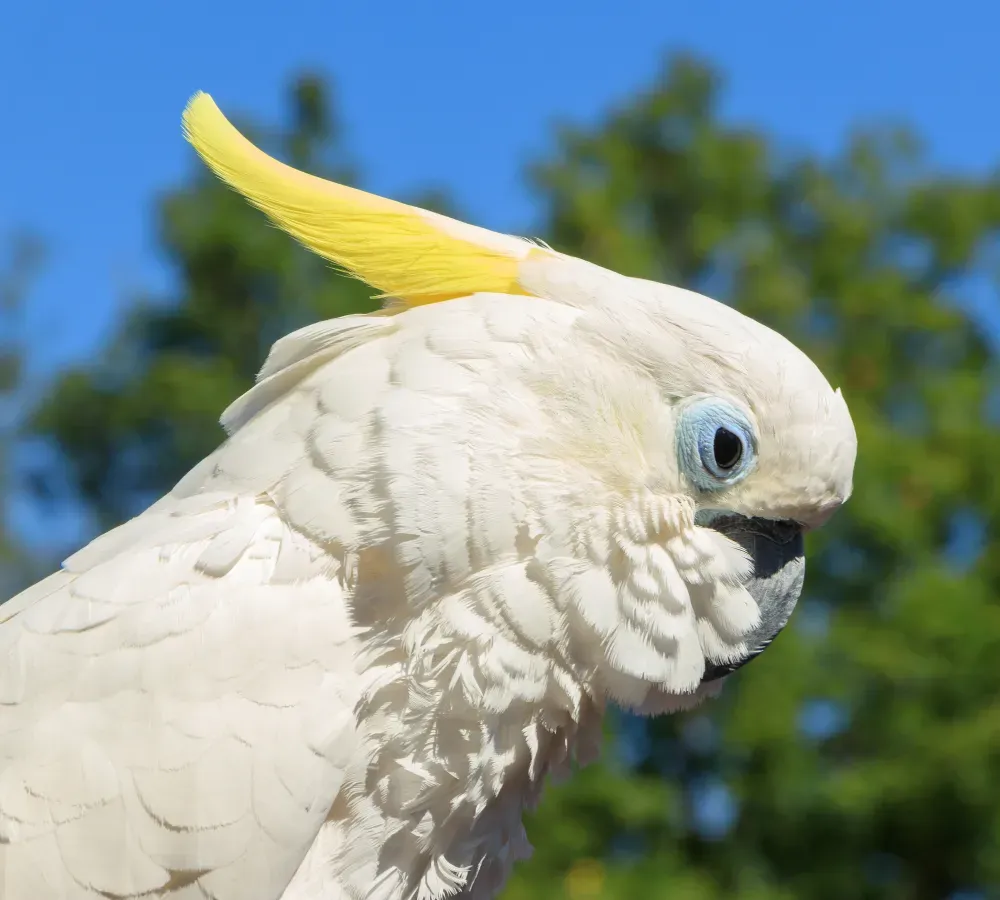 File:Cacatua galerita - Vogelburg Weilrod 01.jpg