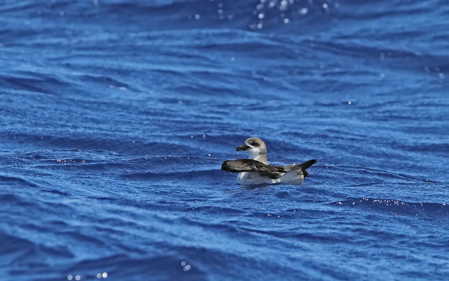 File:Pterodroma feae deserta 92954523.jpg