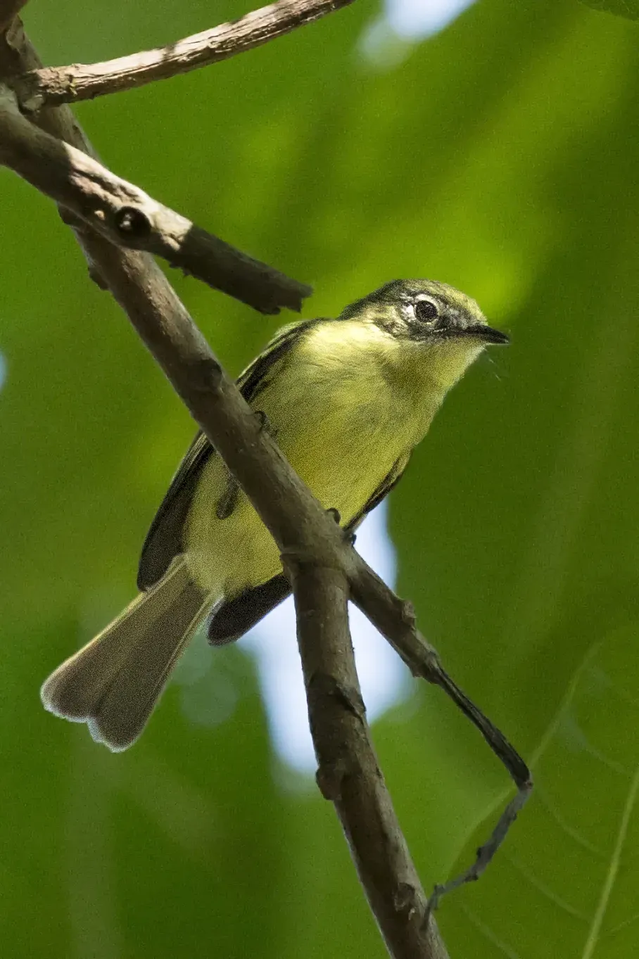 File:Phylloscartes flavovirens - Yellow-green Tyrannulet; Panamá.jpg