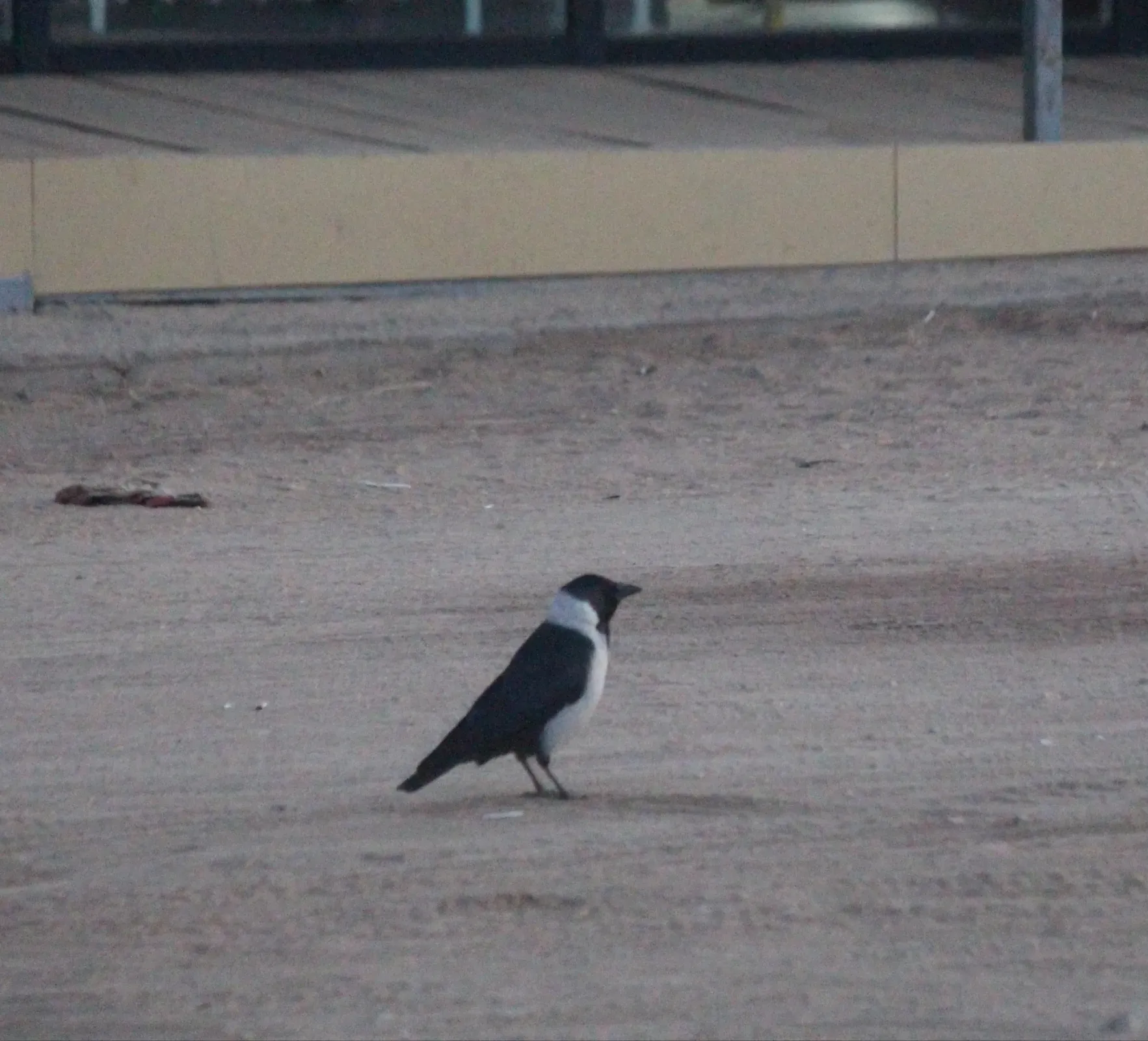 File:Coloeus dauuricus, Olkhon Island, Irkutsksaya Oblast, Russia 1.jpg