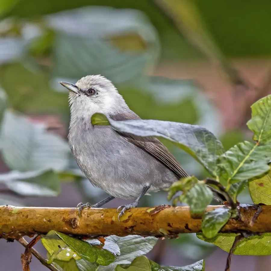 File:Príncipe speirops (Zosterops leucophaeus).jpg