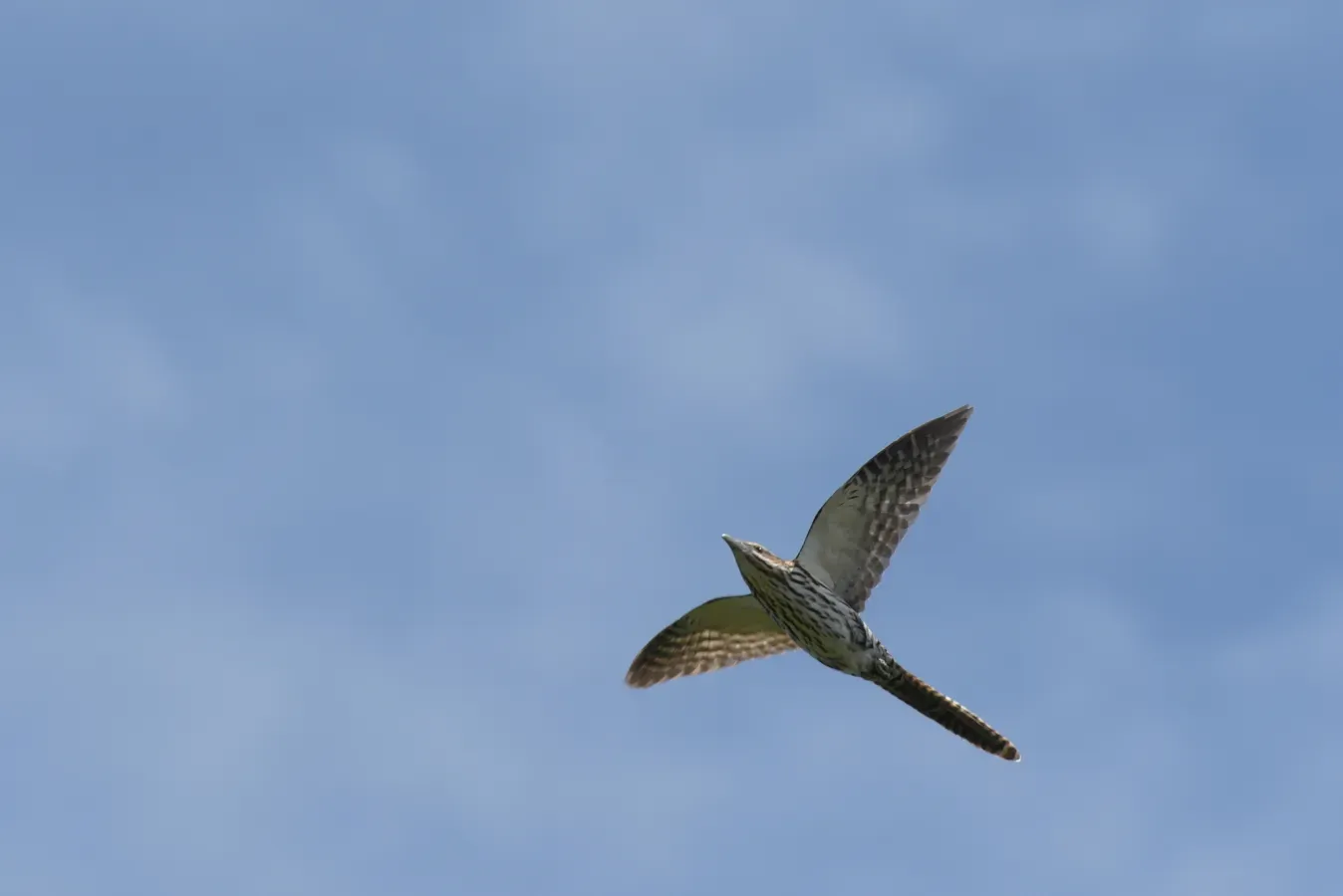 File:Urodynamis taitensis 60290834.jpg