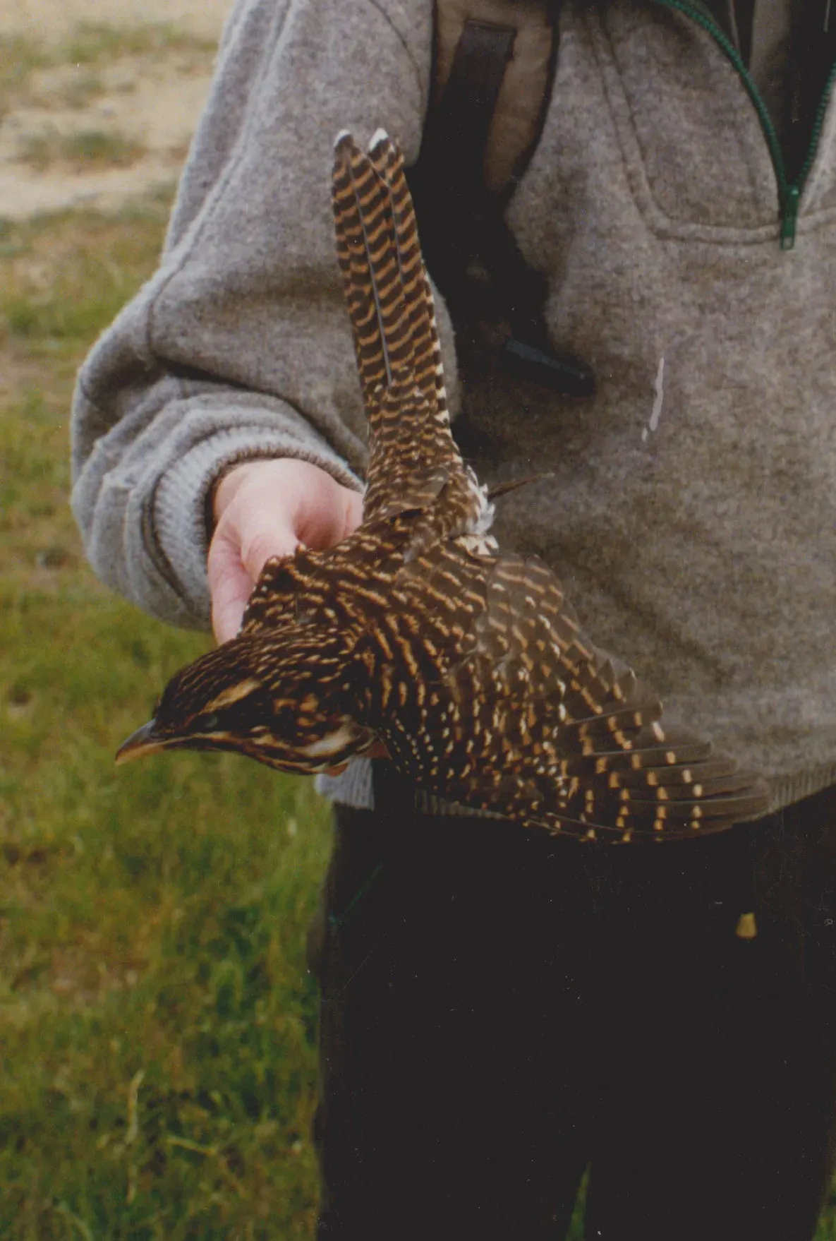 File:Urodynamis taitensis 4149646.jpg