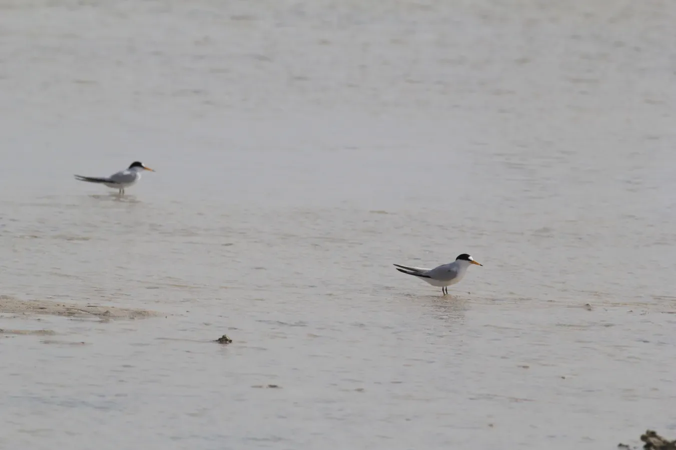File:Saunders's Tern (Sternula saundersi), Jeddah, Saudi Arabia.jpg