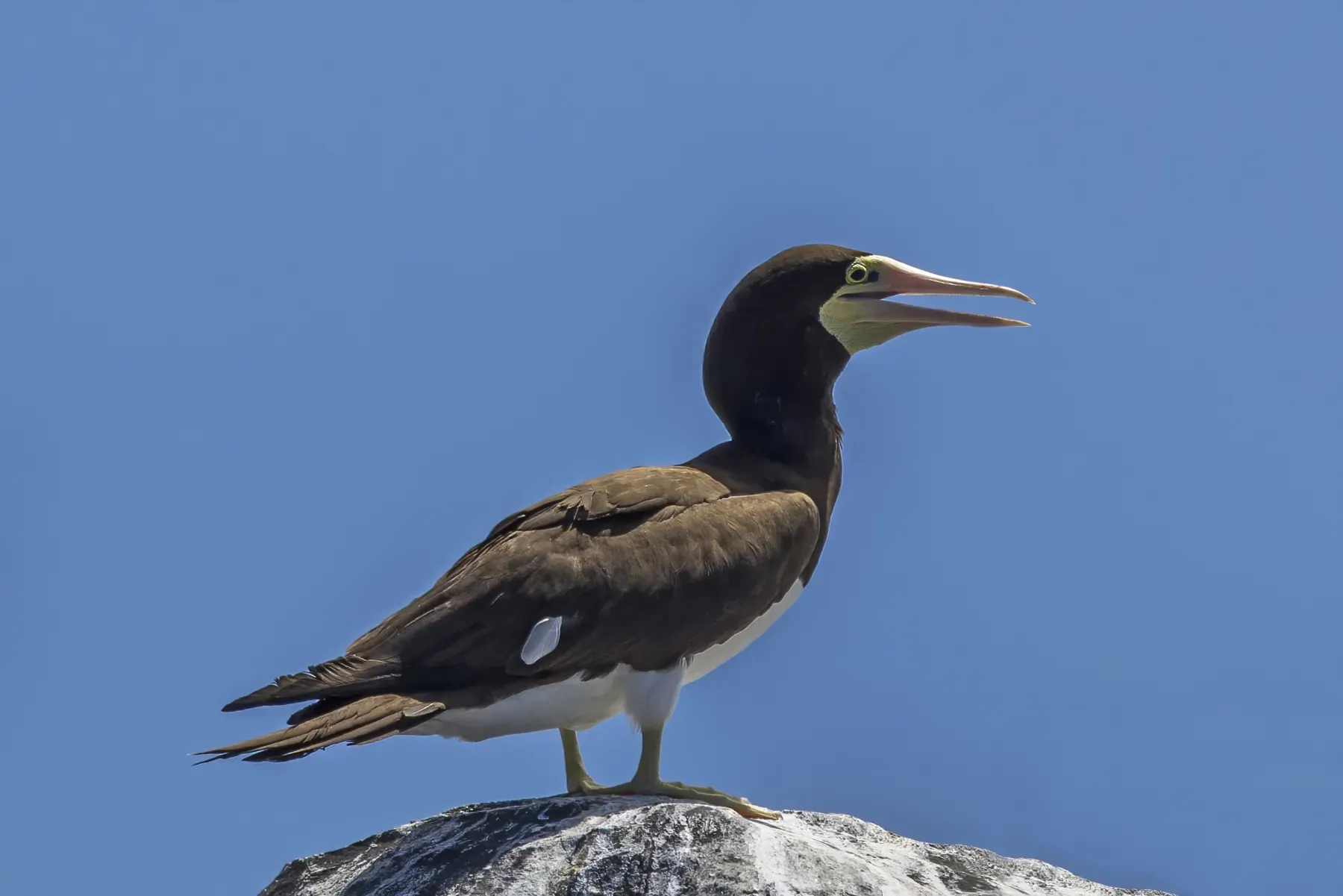 File:Brown booby (Sula leucogaster leucogaster) Principe.jpg