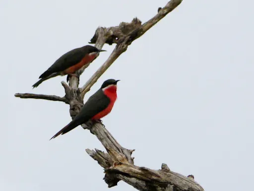File:Merops malimbicus, Loango NP, Gabon 1.jpg