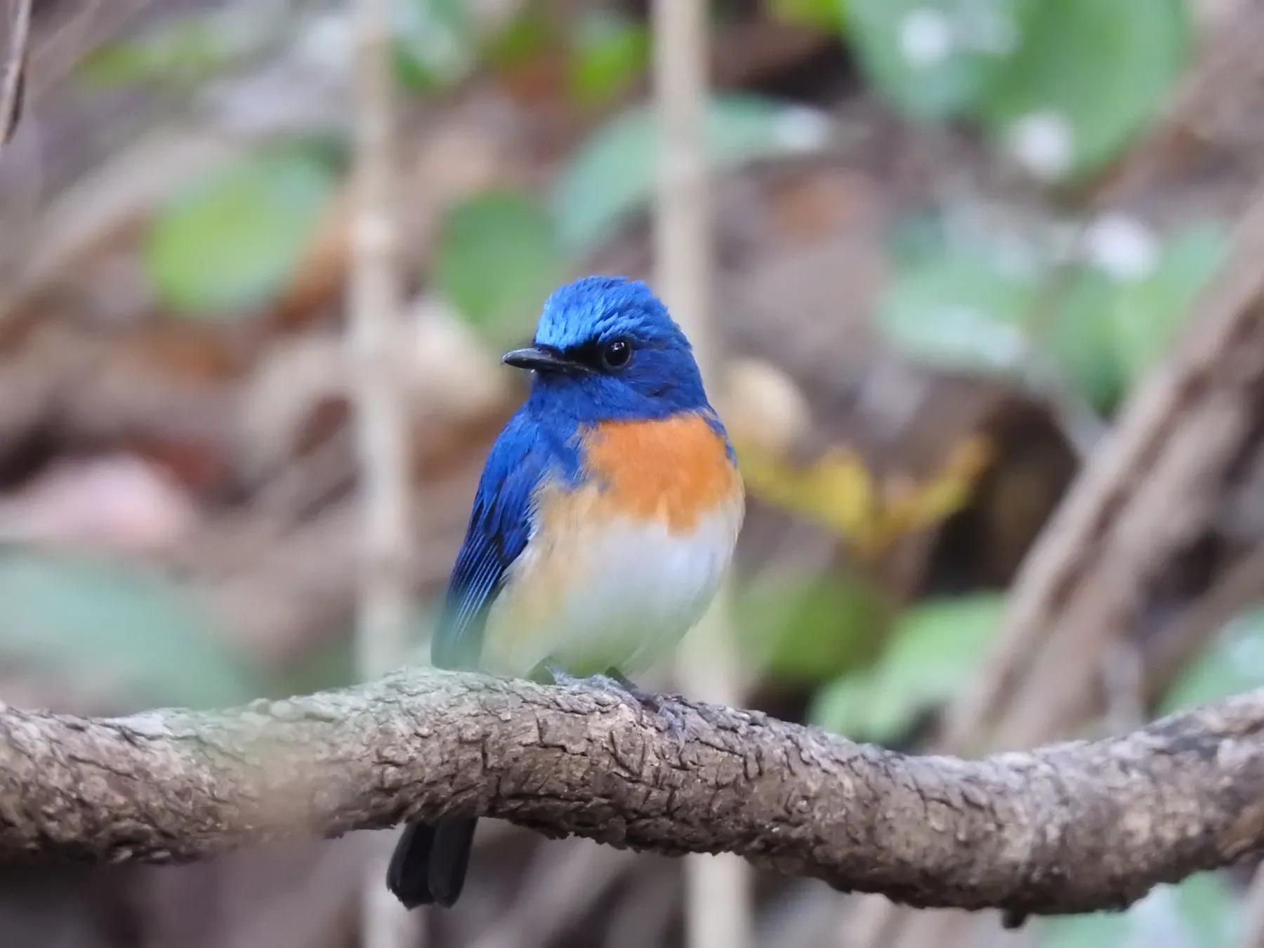 File:Blue-throated blue flycatcher (Cyornis rubeculoides) Coimbatore DSCN0443.jpg