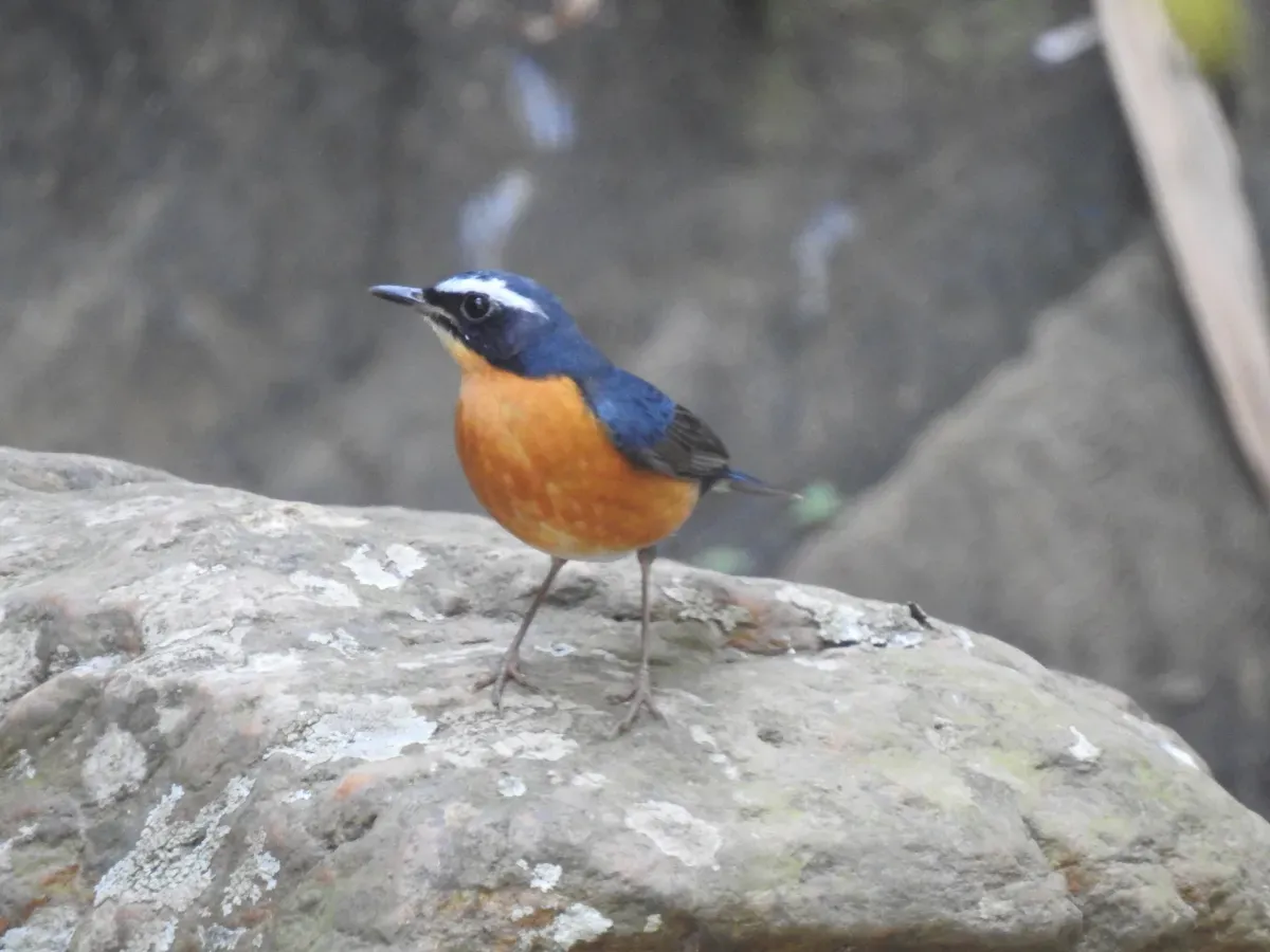 File:Indian blue robin (Larvivora brunnea) Sholayur Kerala DSCN3135.jpg
