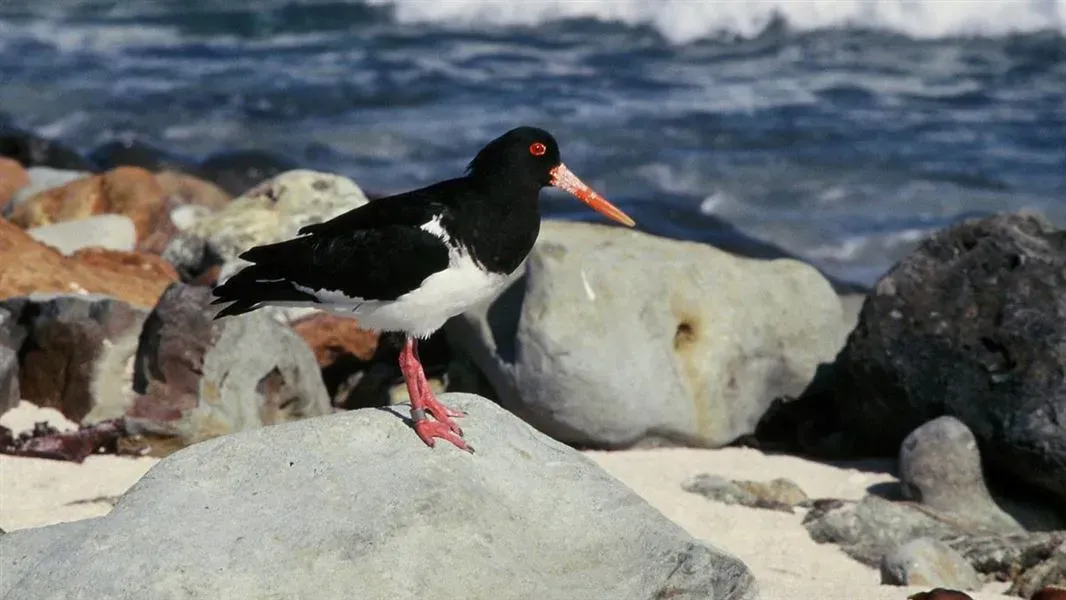 File:Chatham Island Oystercatcher (Haematopus chathamensis).jpg