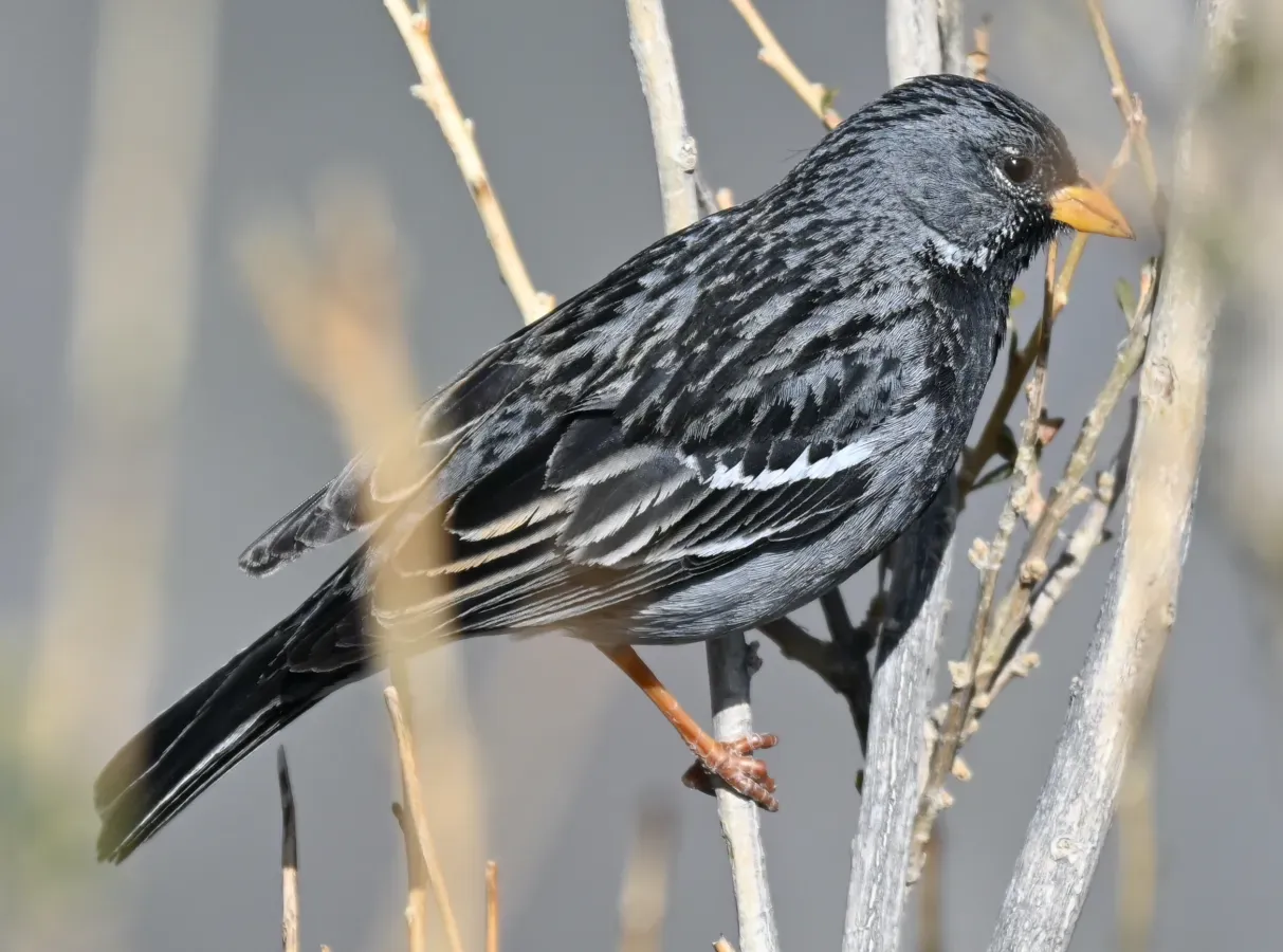 File:Mourning Sierra Finch (Rhopospina fruticeti), Colca Canyon, Peru.jpg