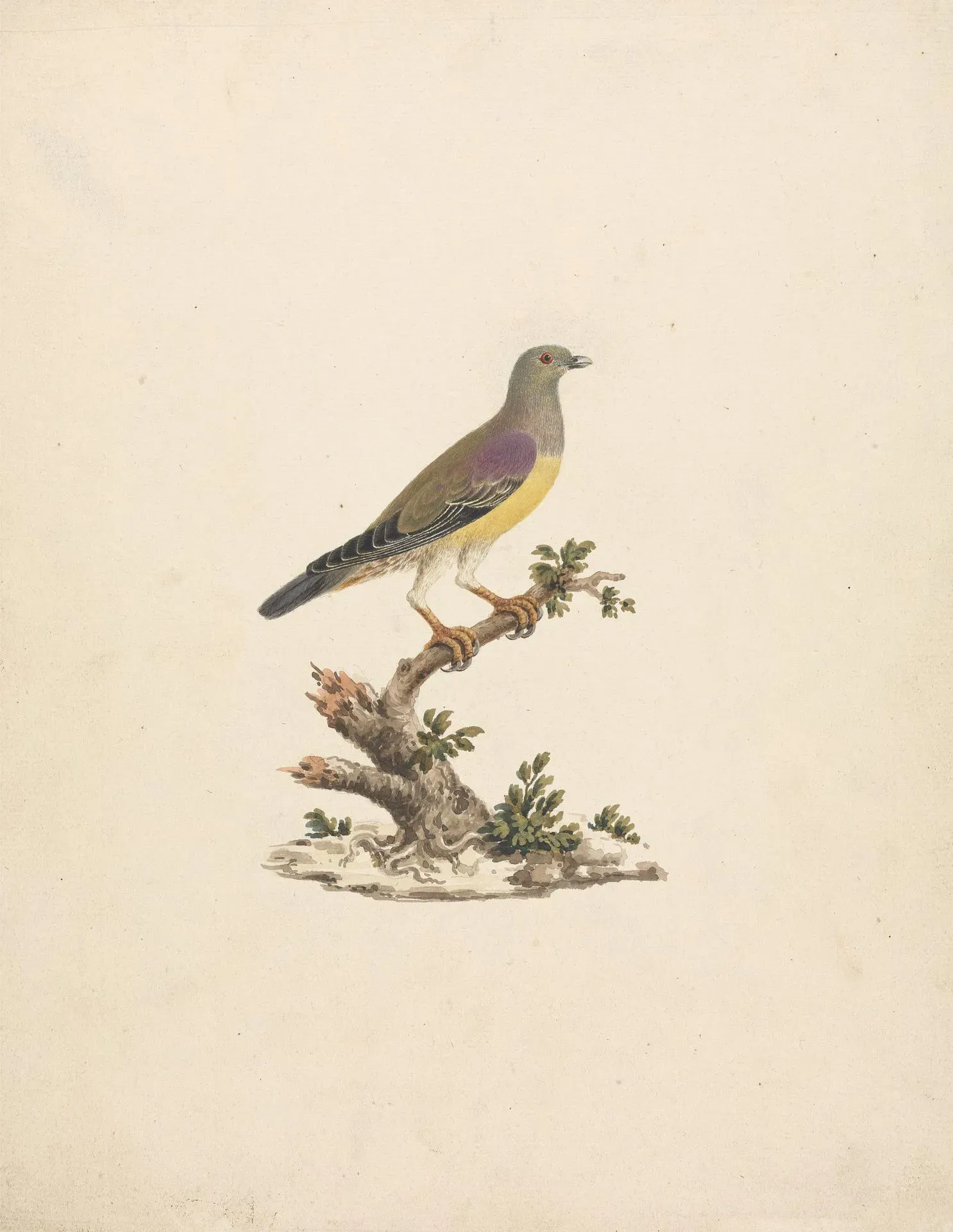 File:James Bruce - Treron waalia (Bruce's Green Pigeon) - B1977.14.8925 - Yale Center for British Art.jpg