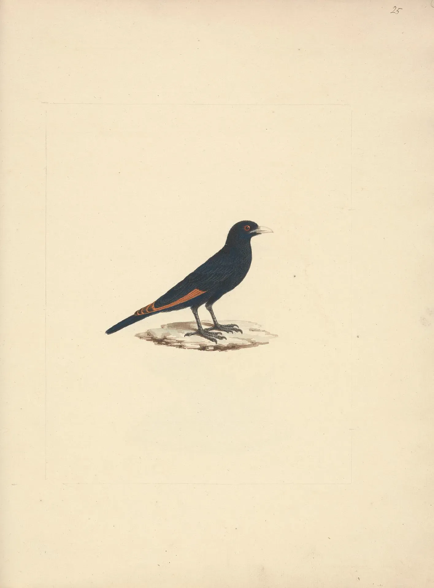 File:Luigi Balugani - Onychognathus albirostris (White Billed Starling) - B1977.14.8488(25) - Yale Center for British Art.jpg
