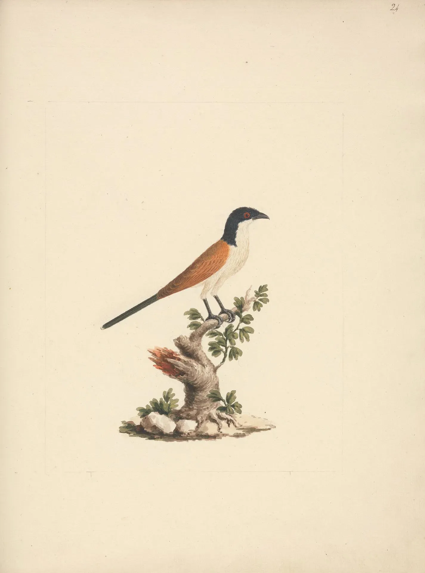 File:Luigi Balugani - Centropus monachus (Blue-Headed Coucal) - B1977.14.8488(24) - Yale Center for British Art.jpg