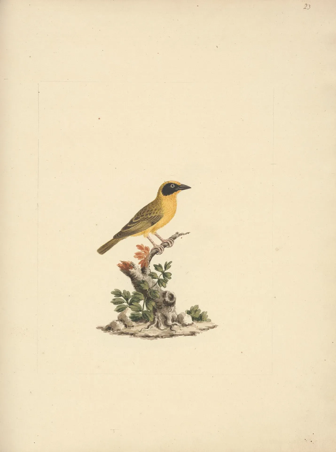 File:Luigi Balugani - Ploceus ocularis (Spectacled Weaver) - B1977.14.8488(23) - Yale Center for British Art.jpg